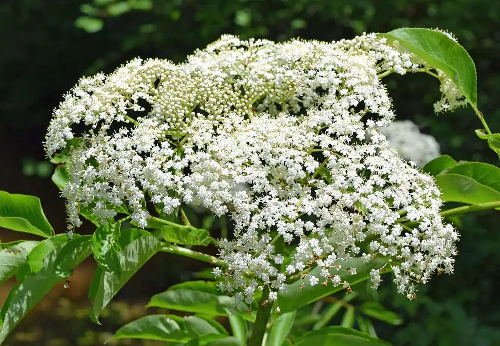 Photo of Sambucus canadensis (Sambucus canadensiss)