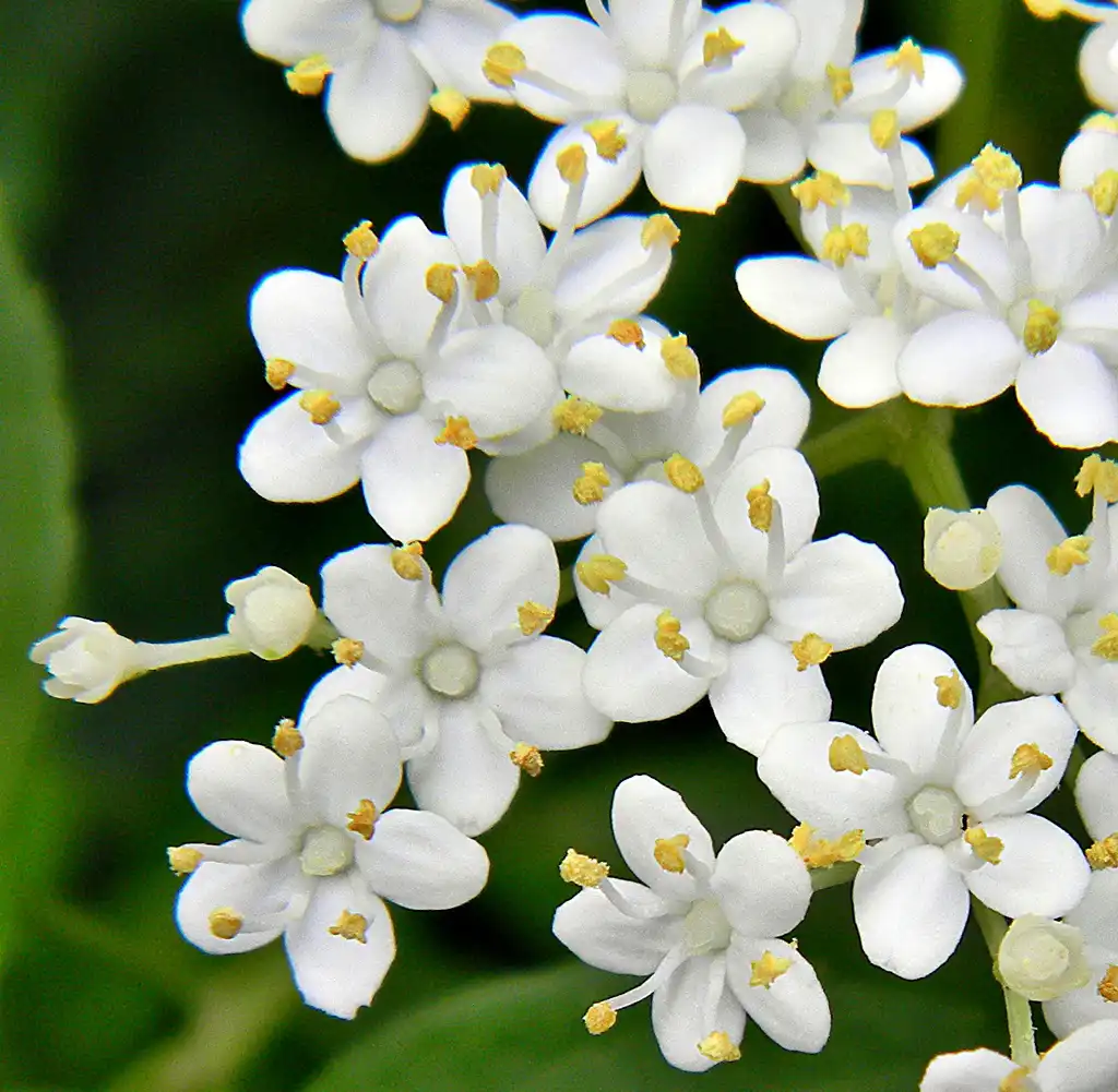 Photo of Sambucus canadensis (Sambucus canadensiss)