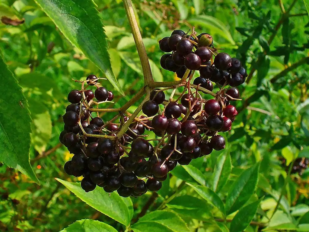 Photo of Sambucus canadensis - Fruit:H. Zell
