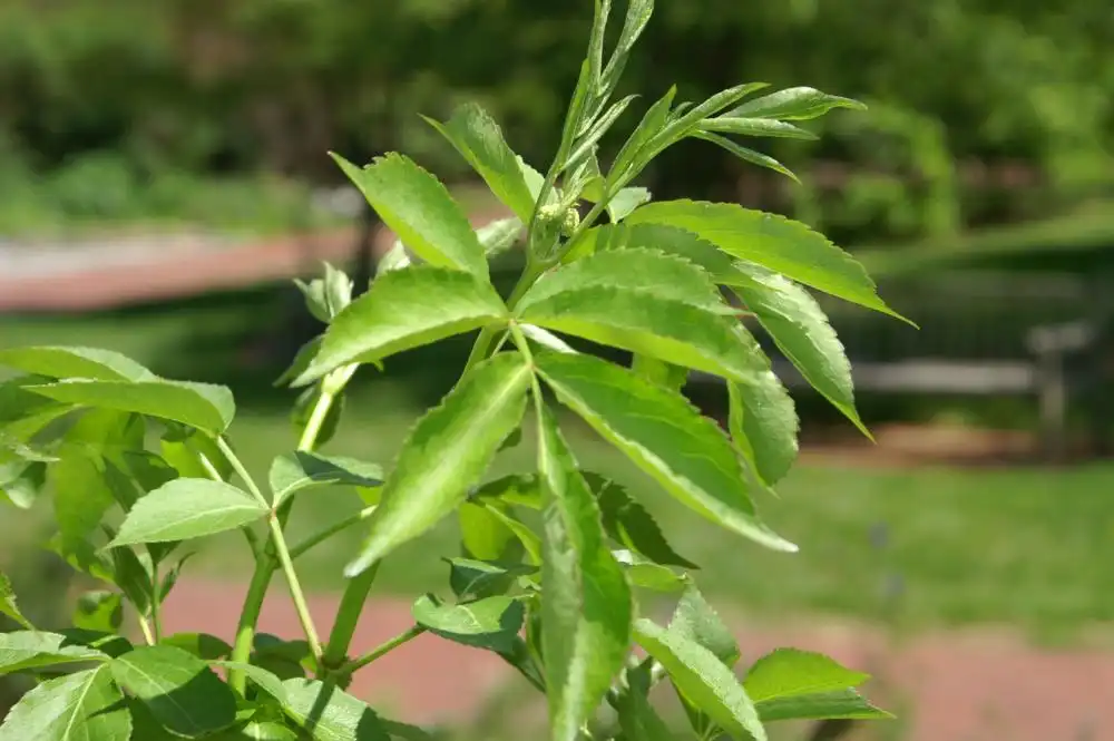 Photo of Sambucus canadensis - Leaves:David J. Stang
