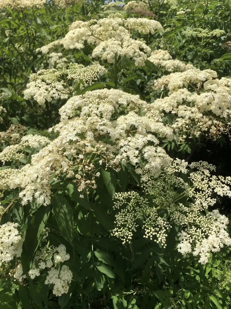 Photo of Sambucus canadensis - Flower (Warren County,NC):Cathy Dewitt