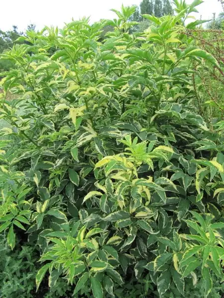 Photo of Sambucus nigra (Sambucus nigras)
