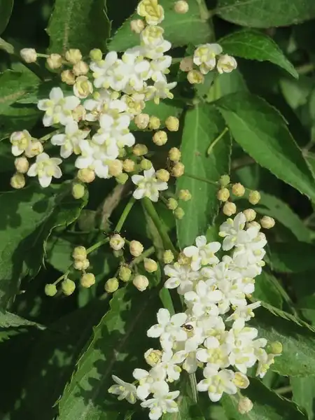 Photo of Sambucus nigra (Sambucus nigras)