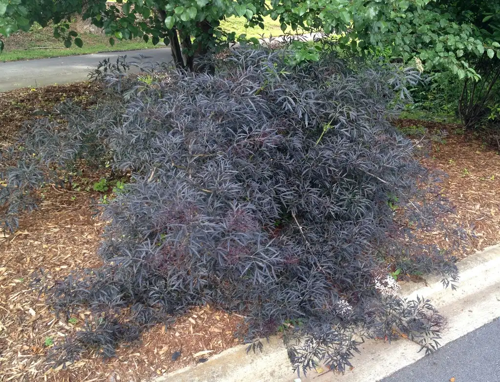 Photo of Sambucus nigra - 'Black Lace' Flower Form (Asheville, NC):Jim Robbins