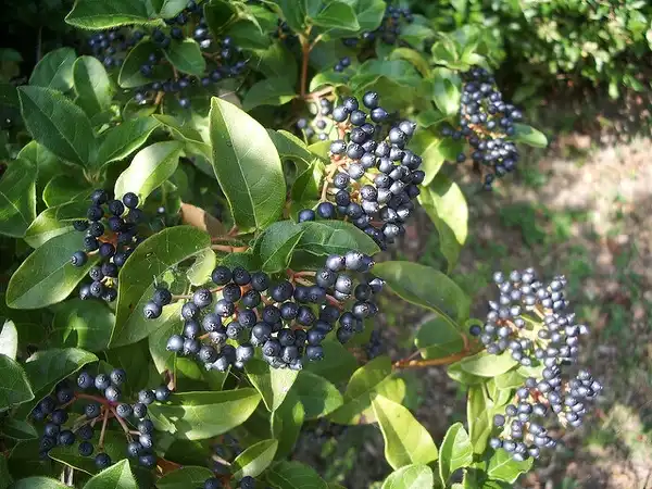 Photo of Sambucus nigra - Sambucus nigra fruit:Photo by Helga G.
