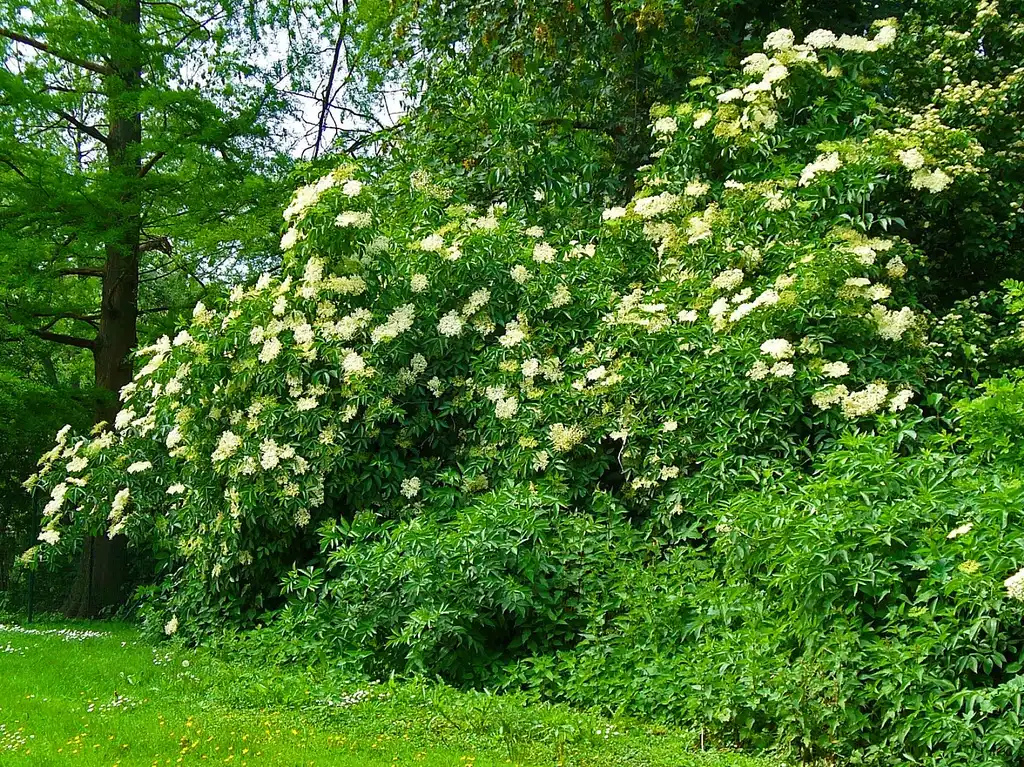 Photo of Sambucus nigra - leaves and flowers:H. Zell