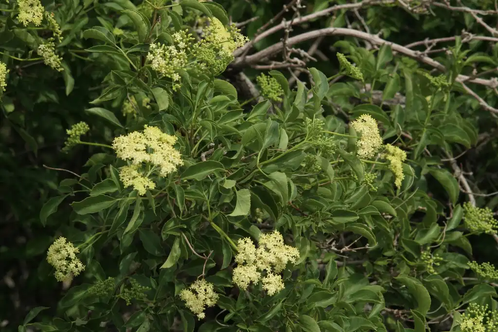 Photo of Sambucus nigra - leaves and flowers:Walter Siegmund