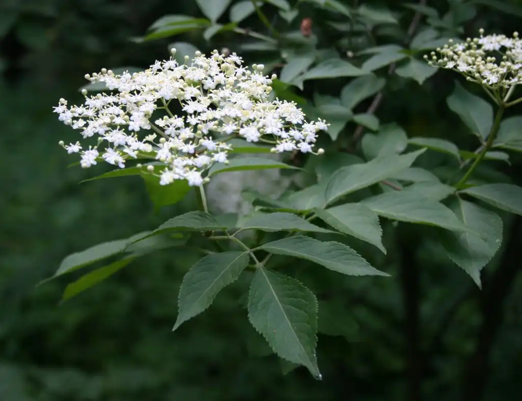 Photo of Sambucus nigra - leaves and flowers:Franz Xaver