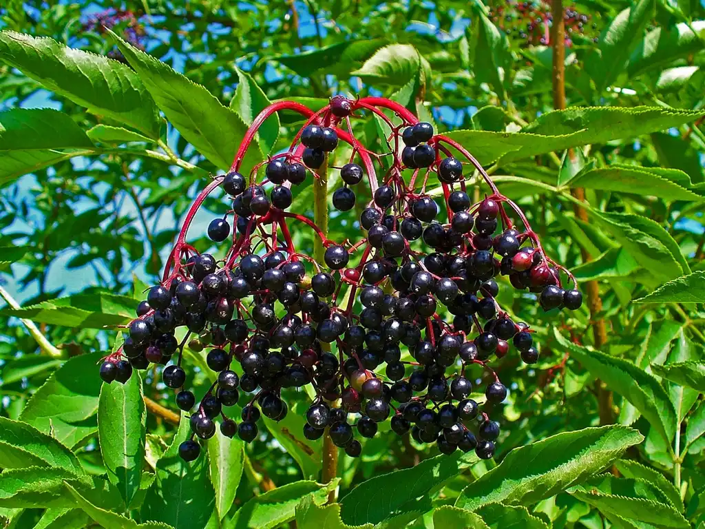 Photo of Sambucus nigra - leaves and berries:H. Zell