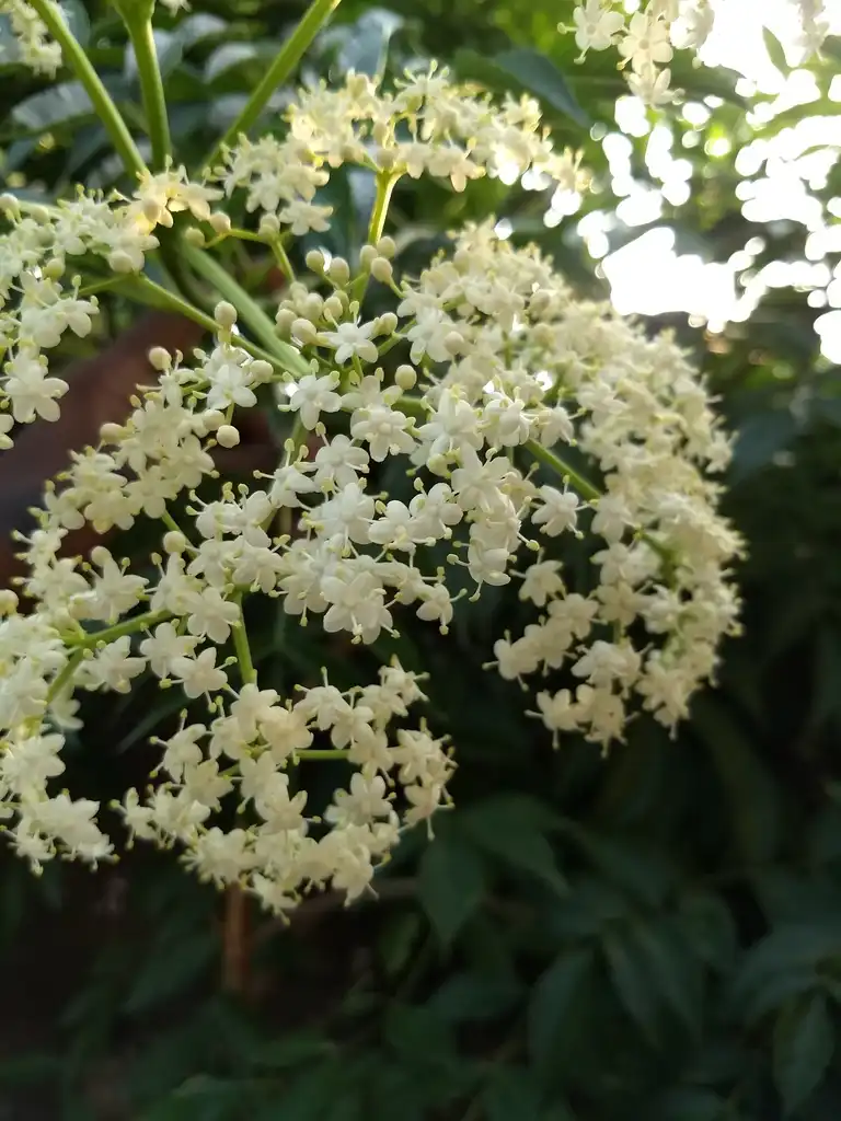 Photo of Sambucus nigra - leaves and flowers:Renjusplace