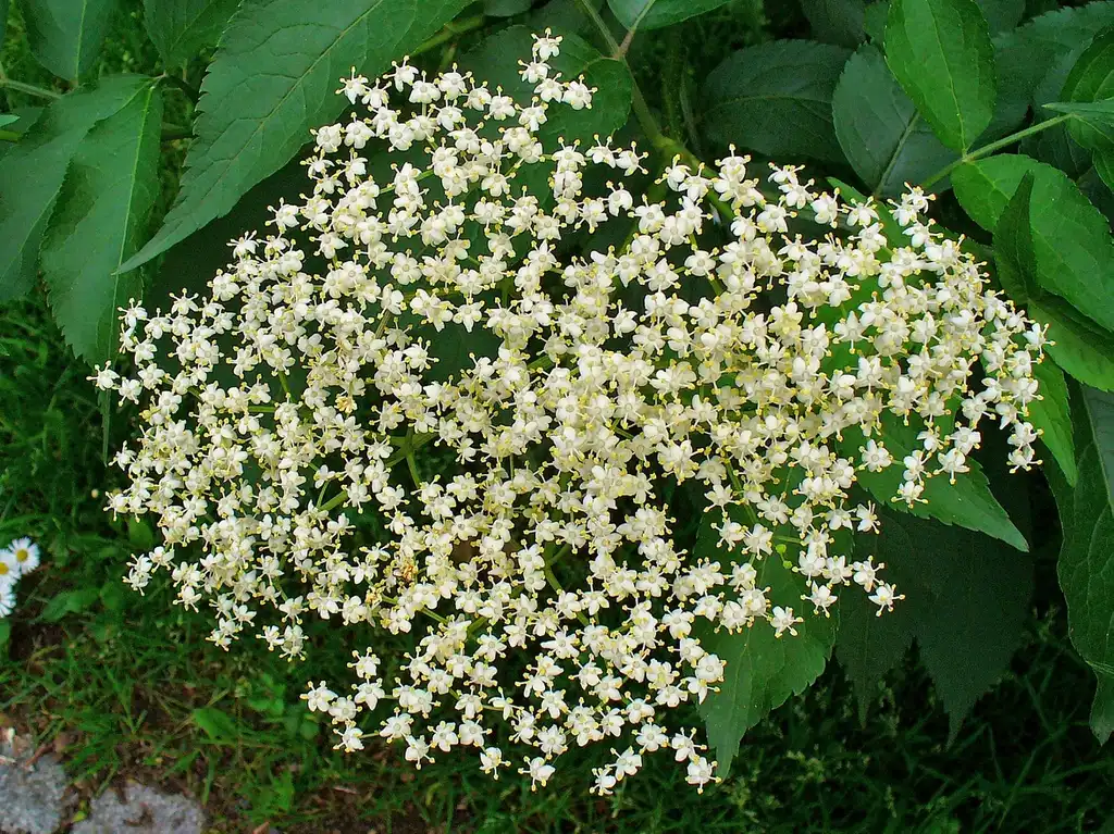 Photo of Sambucus nigra - leaves and flowers:H. Zell