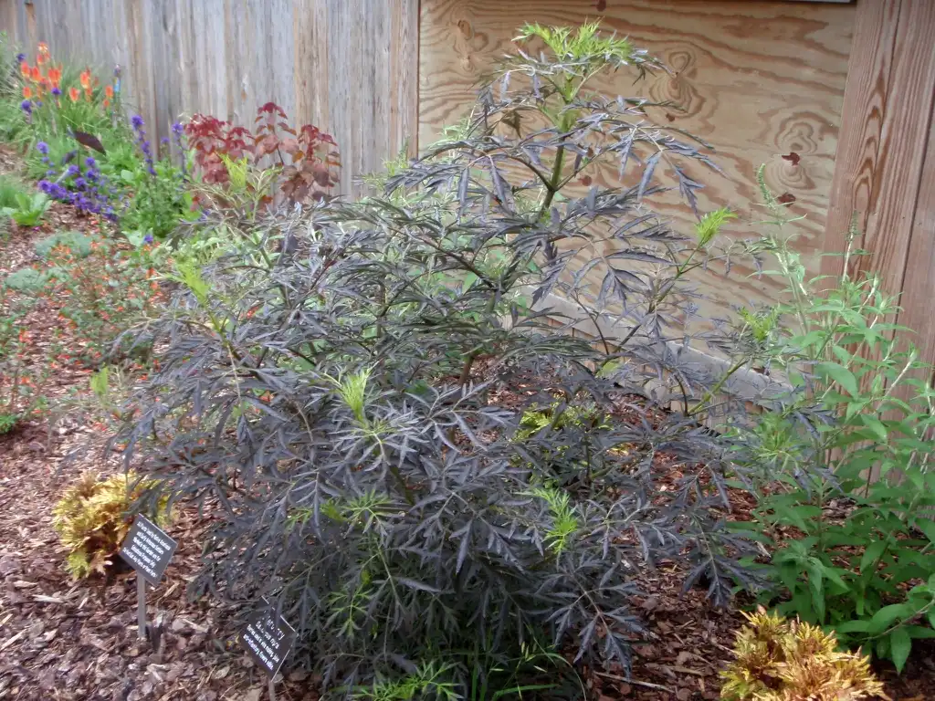 Photo of Sambucus nigra - Full Form:Jim Robbins
