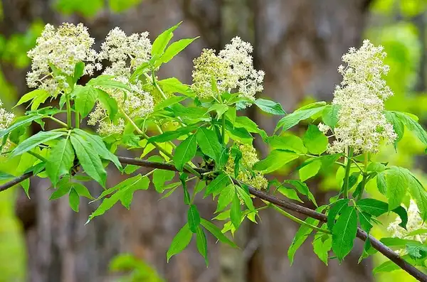 Photo of Sambucus racemosa subsp. pubens (Sambucus racemosa subsp. pubenss)