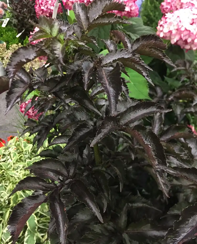 Photo of Sambucus racemosa subsp. pubens (Sambucus racemosa subsp. pubenss)