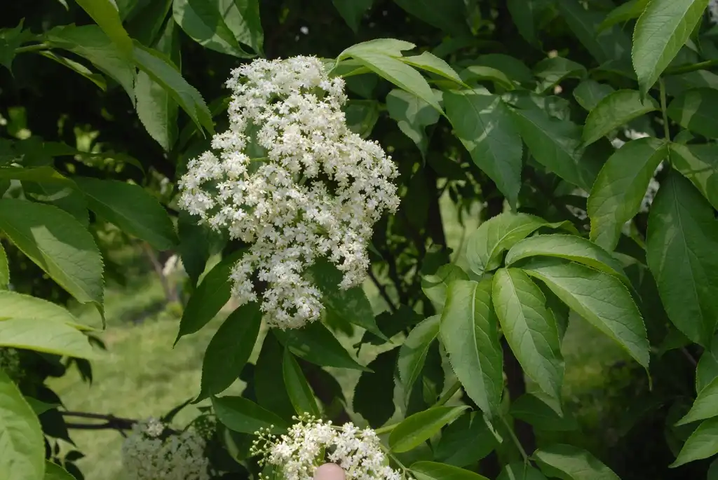Photo of Sambucus williamsii (Sambucus williamsiis)