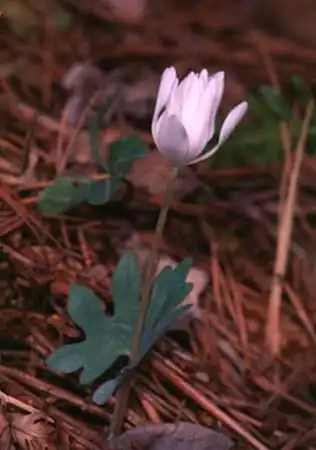 Foto de Sanguinaria canadensis (Sanguinaria canadensiss)