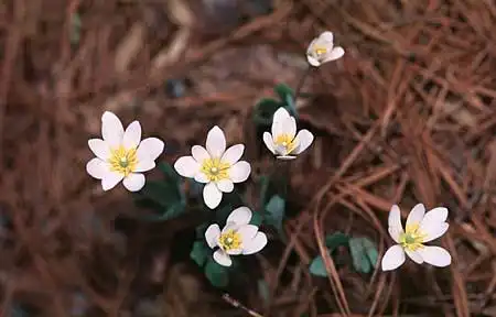 Foto de Sanguinaria canadensis (Sanguinaria canadensiss)