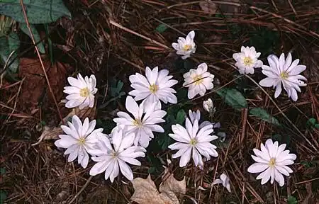 Foto de Sanguinaria canadensis - :