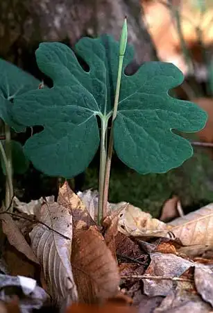 Foto de Sanguinaria canadensis - :
