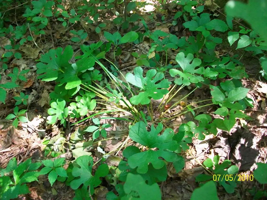 Foto de Sanguinaria canadensis - leaves, summer, Iredell County, NC:Eva Munday