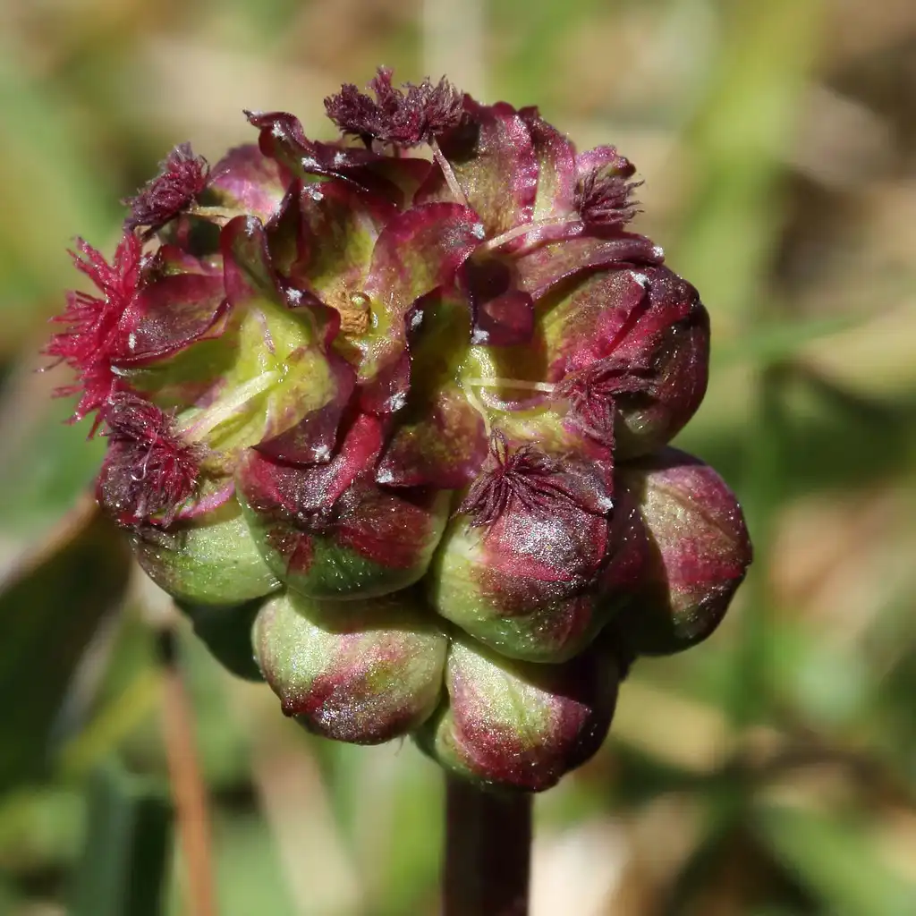 Фото Sanguisorba minor (Sanguisorba minors)