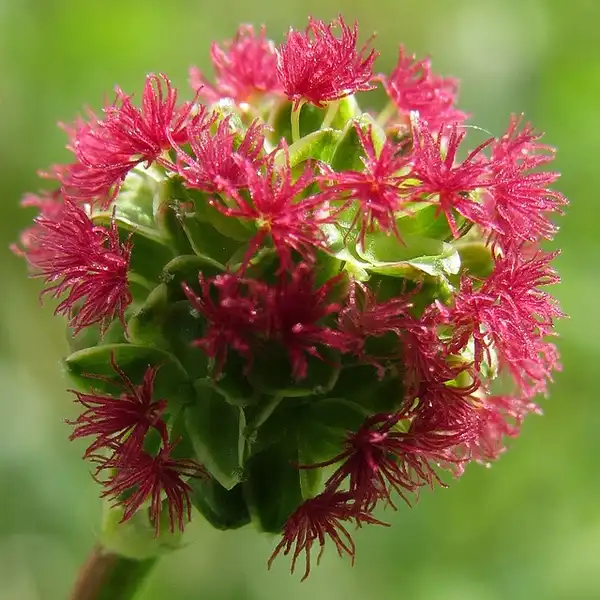 Фото Sanguisorba minor (Sanguisorba minors)