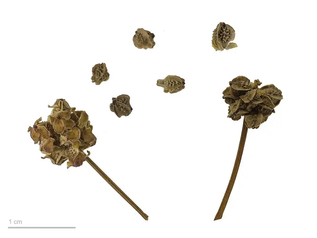 Фото Sanguisorba minor - Poterium sanguisorba seed:Roger Culos