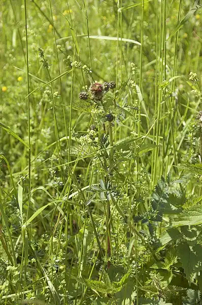 Фото Sanguisorba minor - Poterium sanguisorba in the wild:Lidine Mia