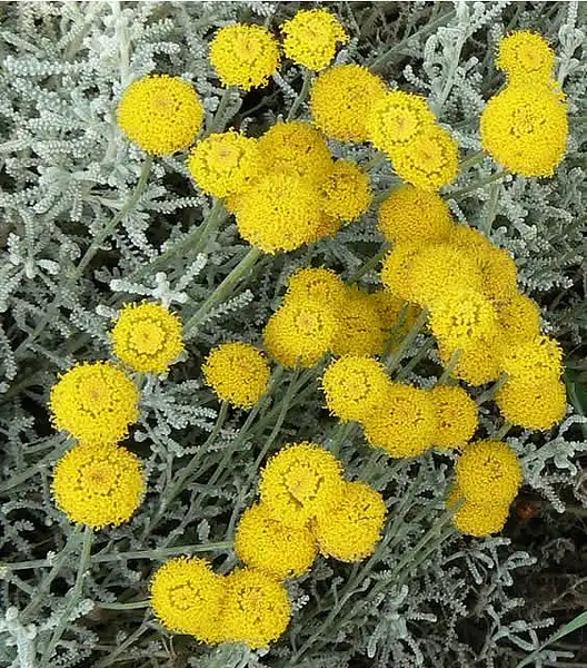 Фото Santolina chamaecyparissus (Santolina chamaecyparissuss)