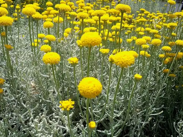 Фото Santolina chamaecyparissus (Santolina chamaecyparissuss)