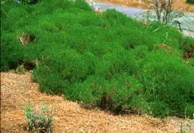 Фото Santolina virens (Santolina virenss)