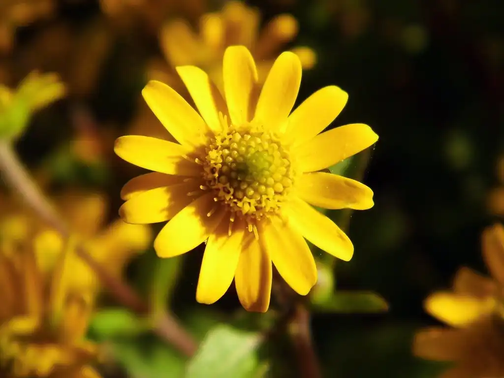 Photo of Sanvitalia procumbens (Sanvitalia procumbenss)