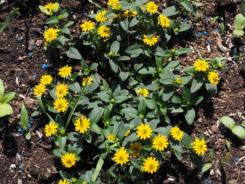 Photo of Sanvitalia procumbens (Sanvitalia procumbenss)