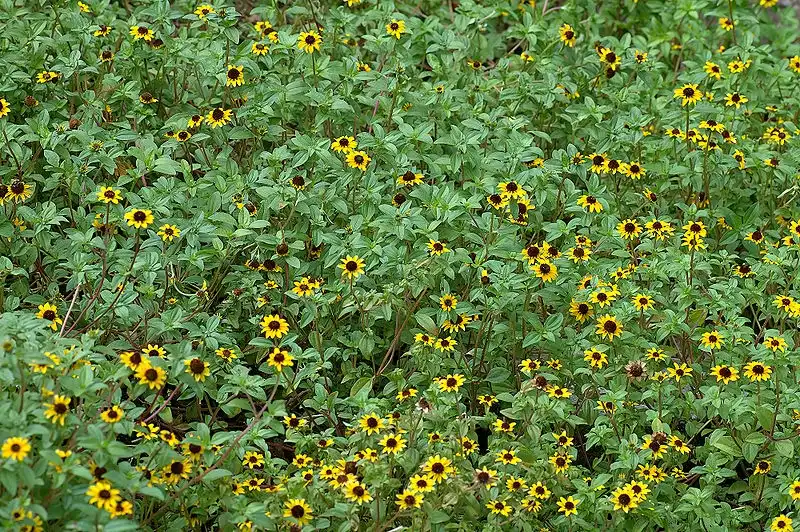 Photo of Sanvitalia procumbens - Mass planting:Andre Karwath