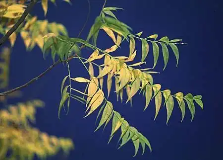 Фото Sapindus drummondii (Sapindus drummondiis)