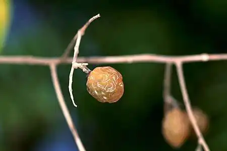 Фото Sapindus drummondii (Sapindus drummondiis)