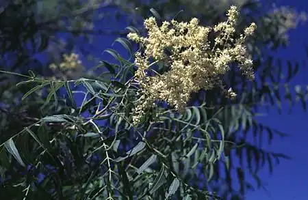 Фото Sapindus drummondii - :