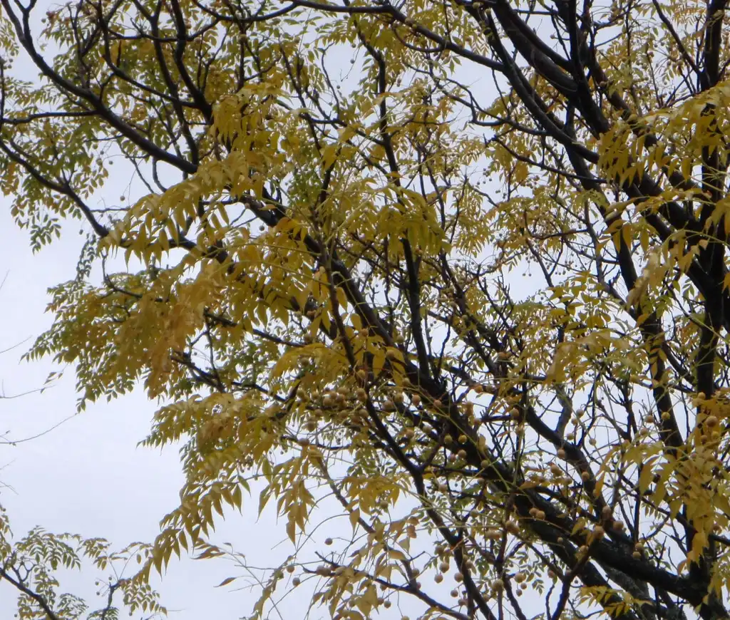 Фото Sapindus drummondii - Fall Color Leaf:Jim Robbins