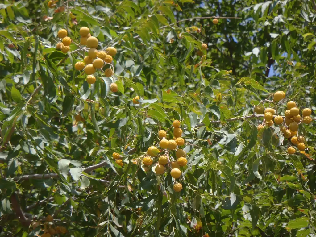 Фото Sapindus drummondii - Fruit and Leaves:Jim Robbins