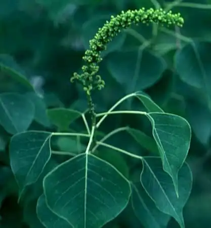 Photo of Sapium sebiferum (Sapium sebiferums)