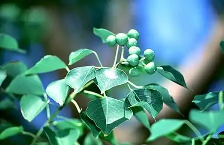 Photo of Sapium sebiferum (Sapium sebiferums)