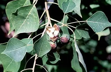 Photo of Sapium sebiferum - Berry and leaf: