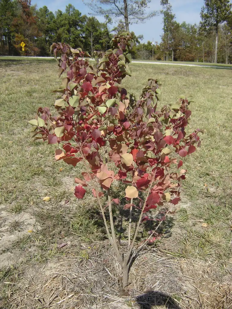 Photo of Sapium sebiferum - Fall Color Form:Jim Robbins