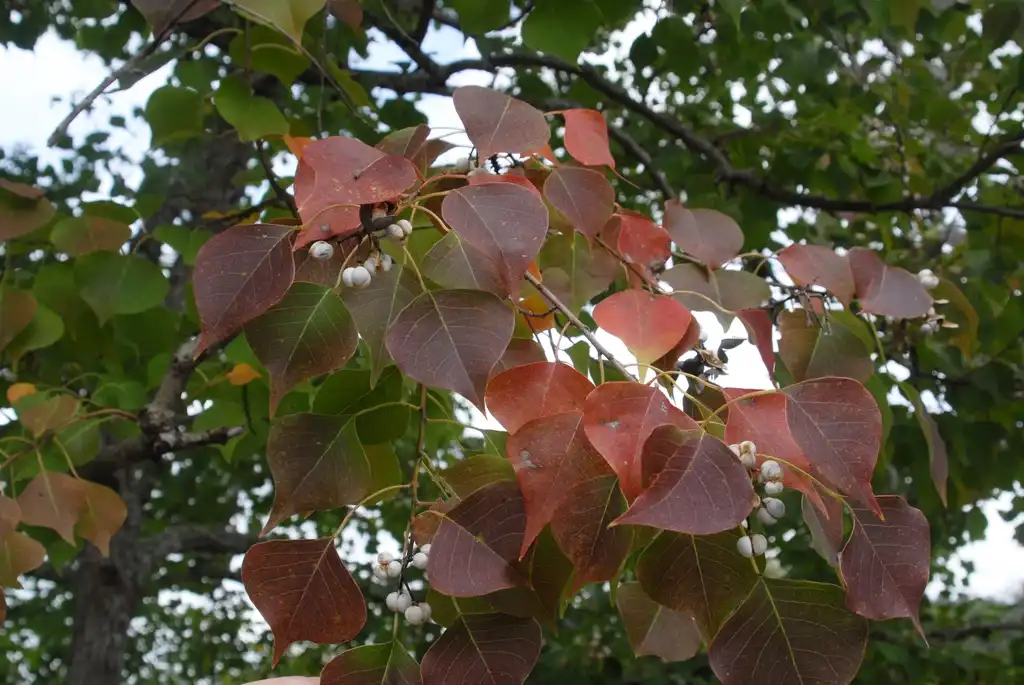Photo of Sapium sebiferum - Fall Color Leaf:Jim Robbins