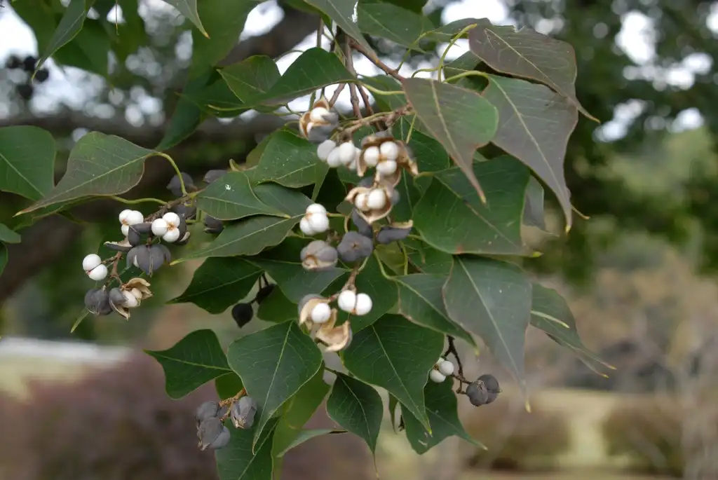 Photo of Sapium sebiferum - Fruit and Leaves:Jim Robbins