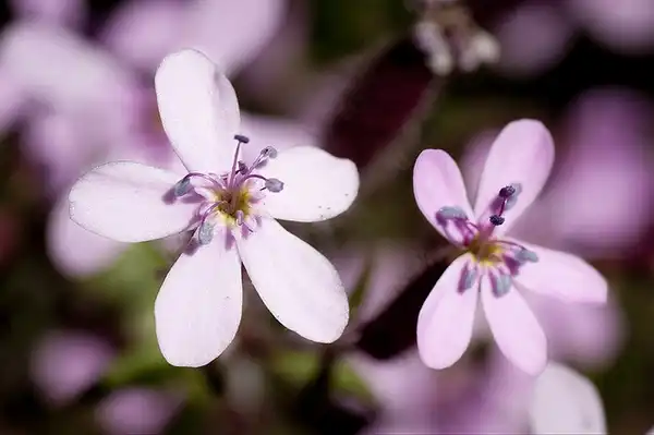 Photo of Saponaria ocymoides (Saponaria ocymoidess)