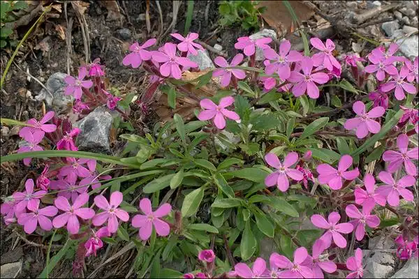 Photo of Saponaria ocymoides (Saponaria ocymoidess)