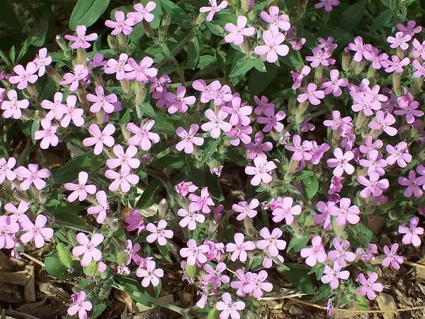 Photo of Saponaria ocymoides - Saponaria ocymoides:Patrick Standish