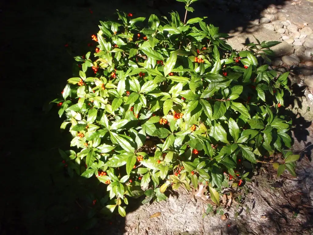 Foto de Sarcandra glabra (Sarcandra glabras)