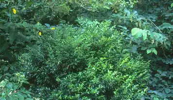 Foto de Sarcococca confusa (Sarcococca confusas)